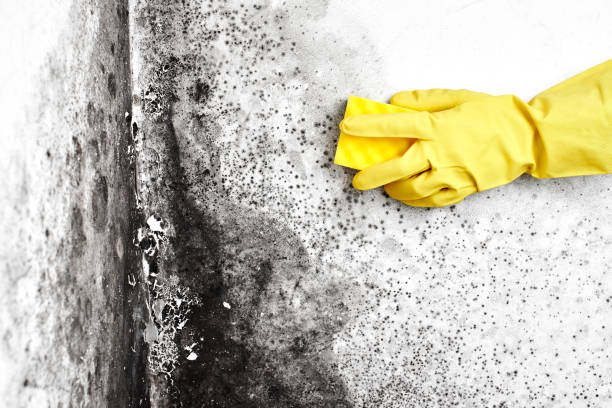 Best Home Mold Removal  in Gosnell, AR