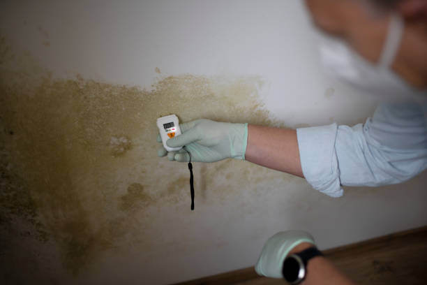 Best Mold Cleaning Services  in Gosnell, AR