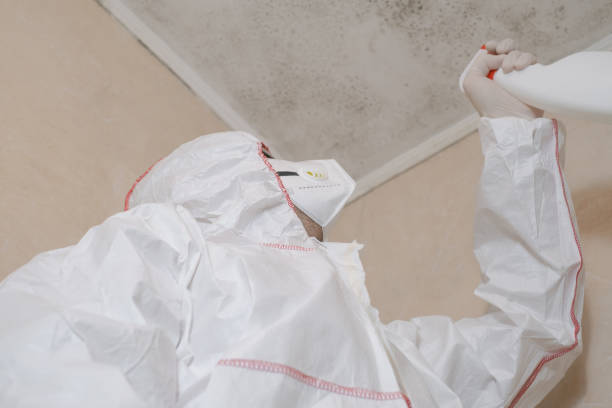 Best Black Mold Removal  in Gosnell, AR